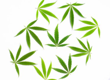 Beyaz arka plan üzerinde marihuana yeşil esrar var. Kenevir, Gence yaprak. Resim duvar kağıdı üstten görünüm, kapat