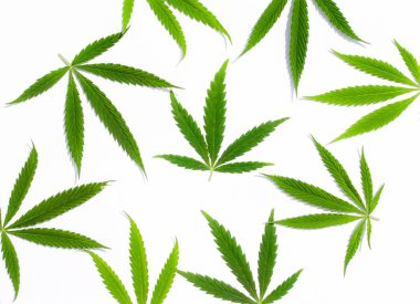 Beyaz arka plan üzerinde marihuana yeşil esrar var. Kenevir, Gence yaprak. Resim duvar kağıdı üstten görünüm, kapat