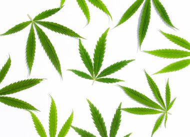 Beyaz arka plan üzerinde marihuana yeşil esrar var. Kenevir, Gence yaprak. Resim duvar kağıdı üstten görünüm, kapat