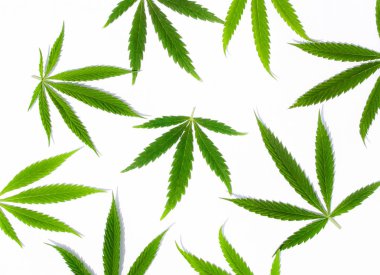 Beyaz arka plan üzerinde marihuana yeşil esrar var. Kenevir, Gence yaprak. Resim duvar kağıdı üstten görünüm, kapat