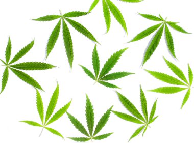 Beyaz arka plan üzerinde marihuana yeşil esrar var. Kenevir, Gence yaprak. Resim duvar kağıdı üstten görünüm, kapat