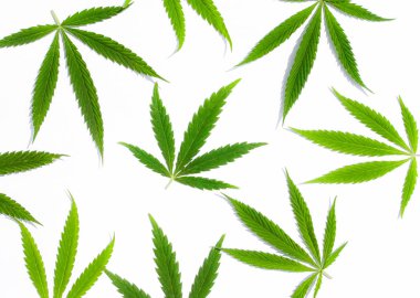 Beyaz arka plan üzerinde marihuana yeşil esrar var. Kenevir, Gence yaprak. Resim duvar kağıdı üstten görünüm, kapat