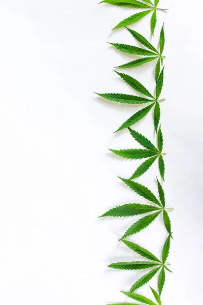 Foglie Cannabis Verde Marijuana Sfondo Bianco Canapa Foglia Ganja Vista — Foto Stock
