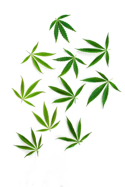 Gröna Cannabis Blad Marijuana Vit Bakgrund Hampa Ganja Blad Ovanifrån — Stockfoto