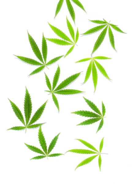 Gröna Cannabis Blad Marijuana Vit Bakgrund Hampa Ganja Blad Ovanifrån — Stockfoto