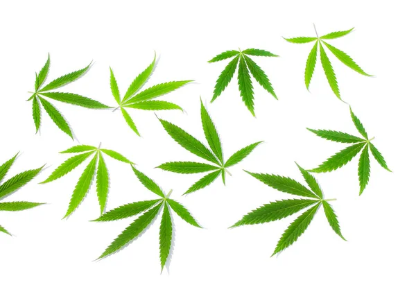 Bladeren Groen Cannabis Marihuana Witte Achtergrond Hennep Marihuana Blad Bovenaanzicht — Stockfoto