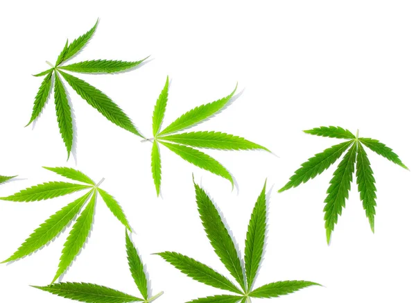 Gröna Cannabis Blad Marijuana Vit Bakgrund Hampa Ganja Blad Ovanifrån — Stockfoto