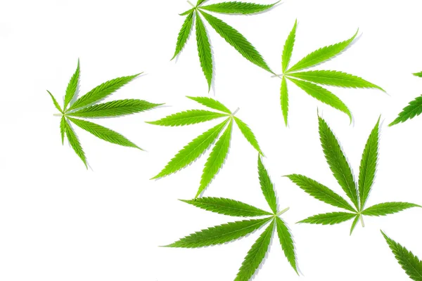 Bladeren Groen Cannabis Marihuana Witte Achtergrond Hennep Marihuana Blad Bovenaanzicht — Stockfoto