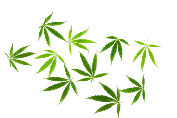 Gröna Cannabis Blad Marijuana Vit Bakgrund Hampa Ganja Blad Ovanifrån — Stockfoto