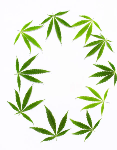 Hojas Cannabis Verde Marihuana Sobre Fondo Blanco Cáñamo Hoja Ganja —  Fotos de Stock