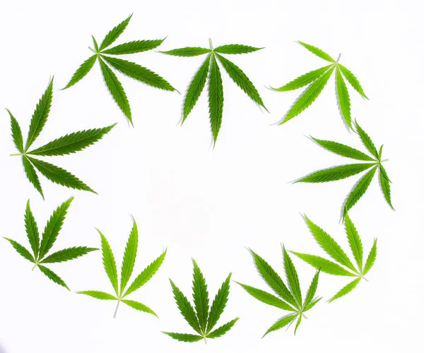 Gröna Cannabis Blad Marijuana Vit Bakgrund Hampa Ganja Blad Ovanifrån — Stockfoto
