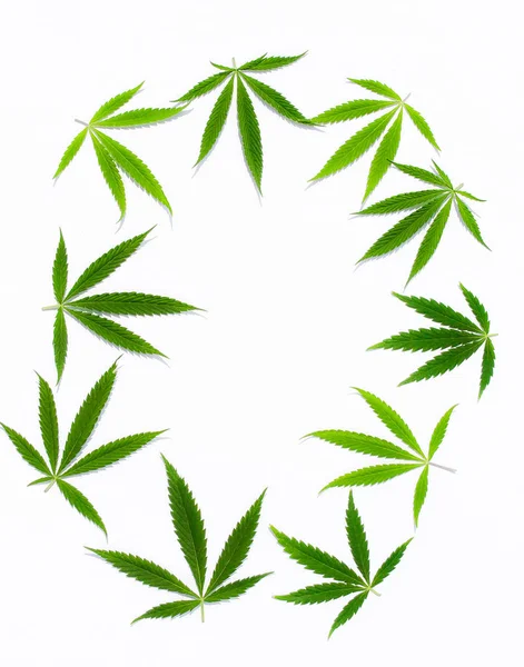 Hojas Cannabis Verde Marihuana Sobre Fondo Blanco Cáñamo Hoja Ganja —  Fotos de Stock