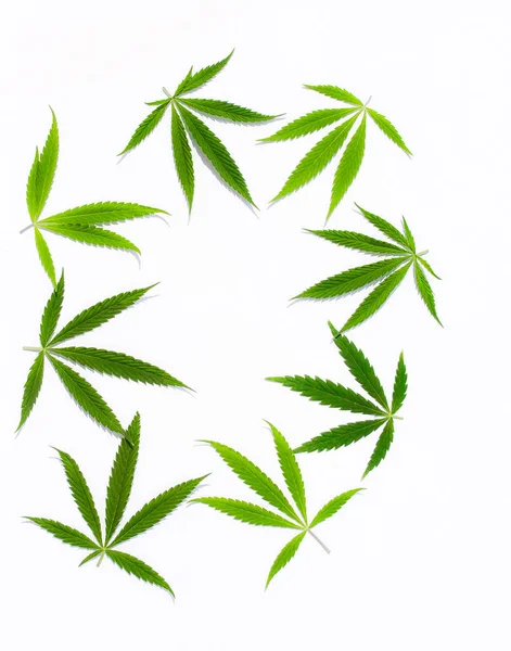 Feuilles Cannabis Vertes Marijuana Sur Fond Blanc Chanvre Feuille Ganja — Photo