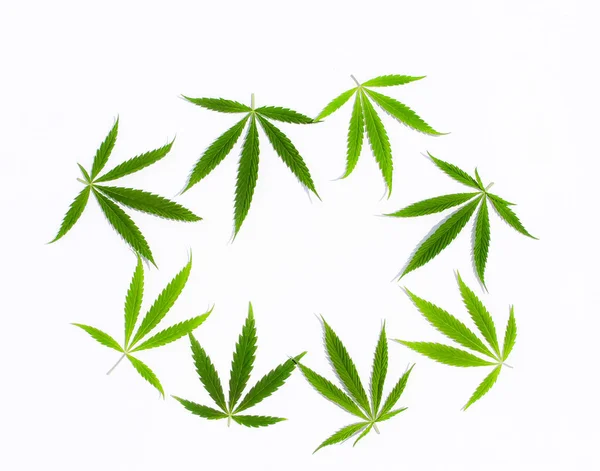 Bladeren Groen Cannabis Marihuana Witte Achtergrond Hennep Marihuana Blad Bovenaanzicht — Stockfoto