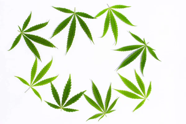 Green Cannabis Leaves Marijuana White Background Hemp Ganja Leaf Top — Stock Photo, Image