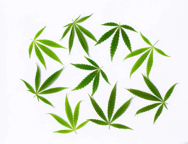 Zelené Konopné Listy Marihuana Bílém Pozadí Konopí Marihuana Leaf Pohled — Stock fotografie