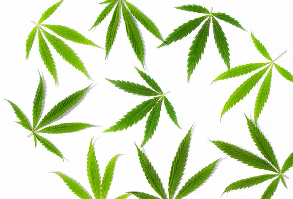 Green Cannabis Leaves Marijuana White Background Hemp Ganja Leaf Top — Stock Photo, Image