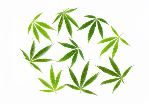 Beyaz Arka Plan Üzerinde Marihuana Yeşil Esrar Var Kenevir Gence — Stok fotoğraf