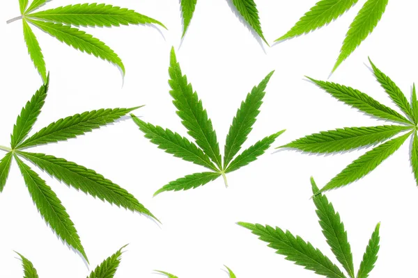 Folhas Cannabis Verde Marijuana Sobre Fundo Branco Cânhamo Folha Ganja — Fotografia de Stock