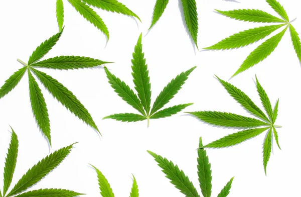 Beyaz Arka Plan Üzerinde Marihuana Yeşil Esrar Var Kenevir Gence — Stok fotoğraf