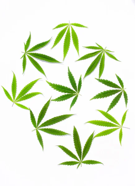 Green Cannabis Leaves Marijuana White Background Hemp Ganja Leaf Top — Stock Photo, Image