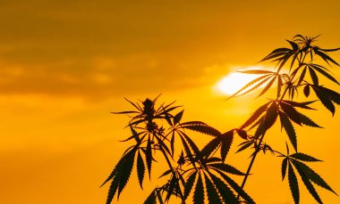 Büyüyen Premium esrar ve kenevir ürünleri. Tıbbi Thc ve Cbd içeriği Sativa, Indica. Yüksek kalite. Hasat zamanı güneş önce yasal kenevir alanı