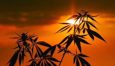 Büyüyen Premium esrar ve kenevir ürünleri. Tıbbi Thc ve Cbd içeriği Sativa, Indica. Açık ekimi siluet bitki. Yumuşak odak ile arka plan bulanık