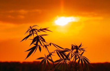 Büyüyen Premium esrar ve kenevir ürünleri. Tıbbi Thc ve Cbd içeriği Sativa, Indica. Açık ekimi siluet bitki. Yumuşak odak ile arka plan bulanık