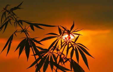 Büyüyen Premium esrar ve kenevir ürünleri. Tıbbi Thc ve Cbd içeriği Sativa, Indica. Yüksek kalite. Hasat zamanı güneş önce yasal kenevir alanı