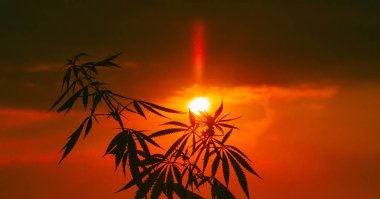 Büyüyen Premium esrar ve kenevir ürünleri. Tıbbi Thc ve Cbd içeriği Sativa, Indica. Yüksek kalite. Hasat zamanı güneş önce yasal kenevir alanı