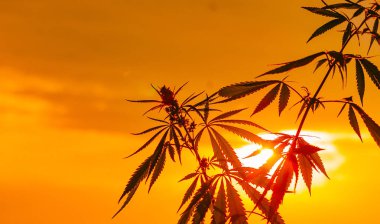 Büyüyen Premium esrar ve kenevir ürünleri. Tıbbi Thc ve Cbd içeriği Sativa, Indica. Açık ekimi siluet bitki. Yumuşak odak ile arka plan bulanık
