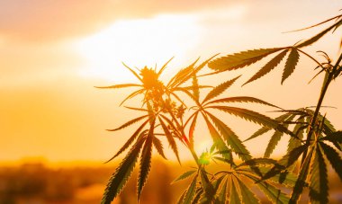 Büyüyen Premium esrar ve kenevir ürünleri. Tıbbi Thc ve Cbd içeriği Sativa, Indica. Yüksek kalite. Hasat zamanı güneş önce yasal kenevir alanı