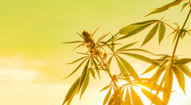 Büyüyen Premium esrar ve kenevir ürünleri. Tıbbi Thc ve Cbd içeriği Sativa, Indica. Yüksek kalite. Hasat zamanı güneş önce yasal kenevir alanı