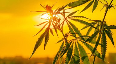 Büyüyen Premium esrar ve kenevir ürünleri. Tıbbi Thc ve Cbd içeriği Sativa, Indica. Yüksek kalite. Hasat zamanı güneş önce yasal kenevir alanı