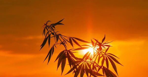 Groeiende Premium Marihuana Cannabisproducten Medische Thc Cbd Inhoud Sativa Indica — Stockfoto