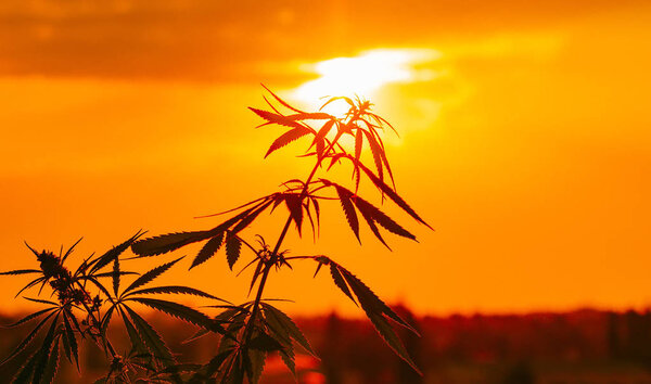 Growing Premium Marijuana and Cannabis Products. Medical THC and CBD contents in Sativa, Indica. Outdoor cultivation silhouette plant. Blurred background with soft focus