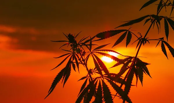 Anbau Hochwertiger Marihuana Und Cannabisprodukte Medizinische Thc Und Cbd Inhalte — Stockfoto