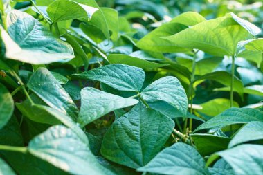 Yaprak yeşil doku. Doku arka plan üstten görünüm bırakır. Kopya alanı