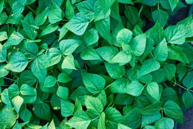 Yaprak yeşil doku. Doku arka plan üstten görünüm bırakır. Kopya alanı