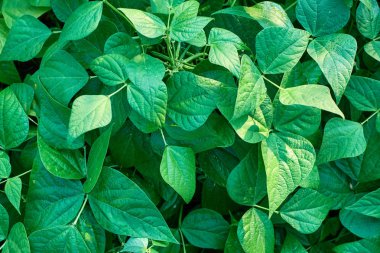 Yaprak yeşil doku. Doku arka plan üstten görünüm bırakır. Kopya alanı