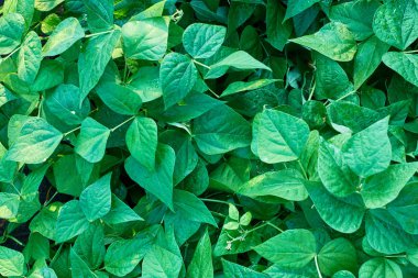 Yaprak yeşil doku. Doku arka plan üstten görünüm bırakır. Kopya alanı