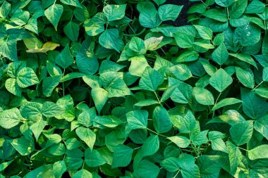 Yaprak yeşil doku. Doku arka plan üstten görünüm bırakır. Kopya alanı