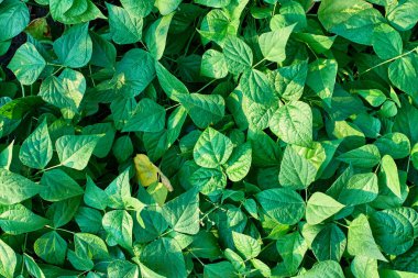 Yaprak yeşil doku. Doku arka plan üstten görünüm bırakır. Kopya alanı