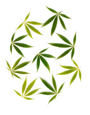 Yeşil kenevir, Gence yaprak beyaz arka plan izole. Esrar esrar var. Fotoğraf duvar kağıdı üstten görünüm, kapat