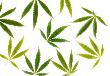 Yeşil kenevir, Gence yaprak beyaz arka plan izole. Esrar esrar var. Fotoğraf duvar kağıdı üstten görünüm, kapat