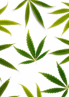 Yeşil kenevir, Gence yaprak beyaz arka plan izole. Esrar esrar var. Fotoğraf duvar kağıdı üstten görünüm, kapat