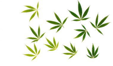 Yeşil kenevir, Gence yaprak beyaz arka plan izole. Esrar esrar var. Fotoğraf duvar kağıdı üstten görünüm, kapat