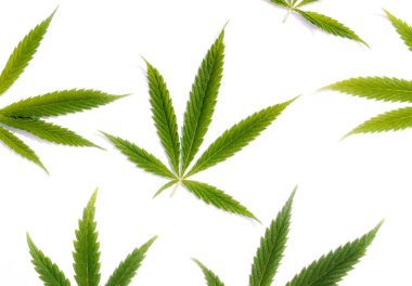 Yeşil kenevir, Gence yaprak beyaz arka plan izole. Esrar esrar var. Fotoğraf duvar kağıdı üstten görünüm, kapat