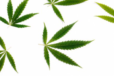 Yeşil kenevir, Gence yaprak beyaz arka plan izole. Esrar esrar var. Fotoğraf duvar kağıdı üstten görünüm, kapat
