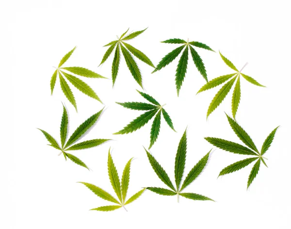 Cânhamo Verde Folha Ganja Fundo Isolado Branco Folhas Canábis Marijuana — Fotografia de Stock